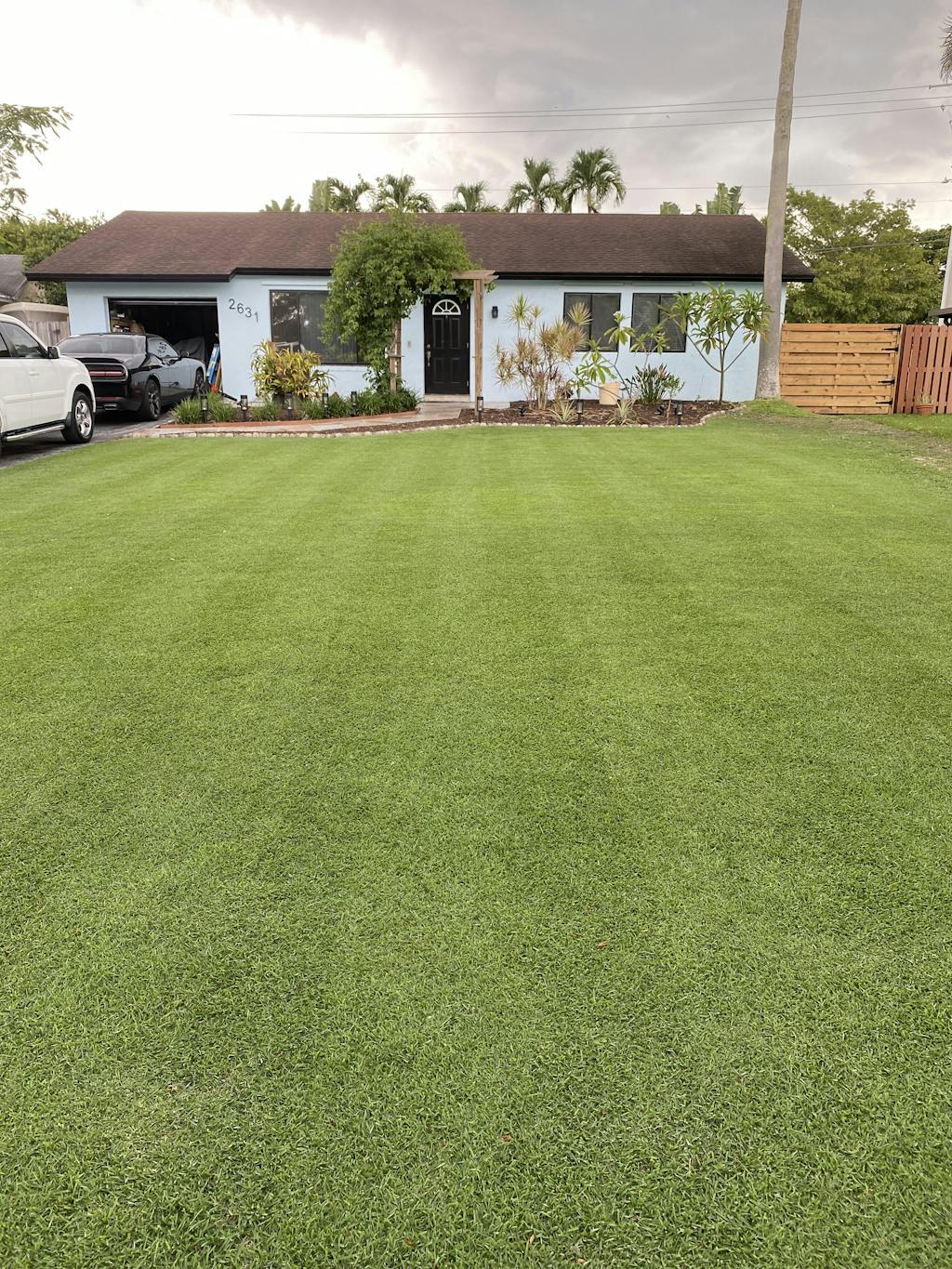 EMPIRE Zoysia Grass Plugs Sod Solutions