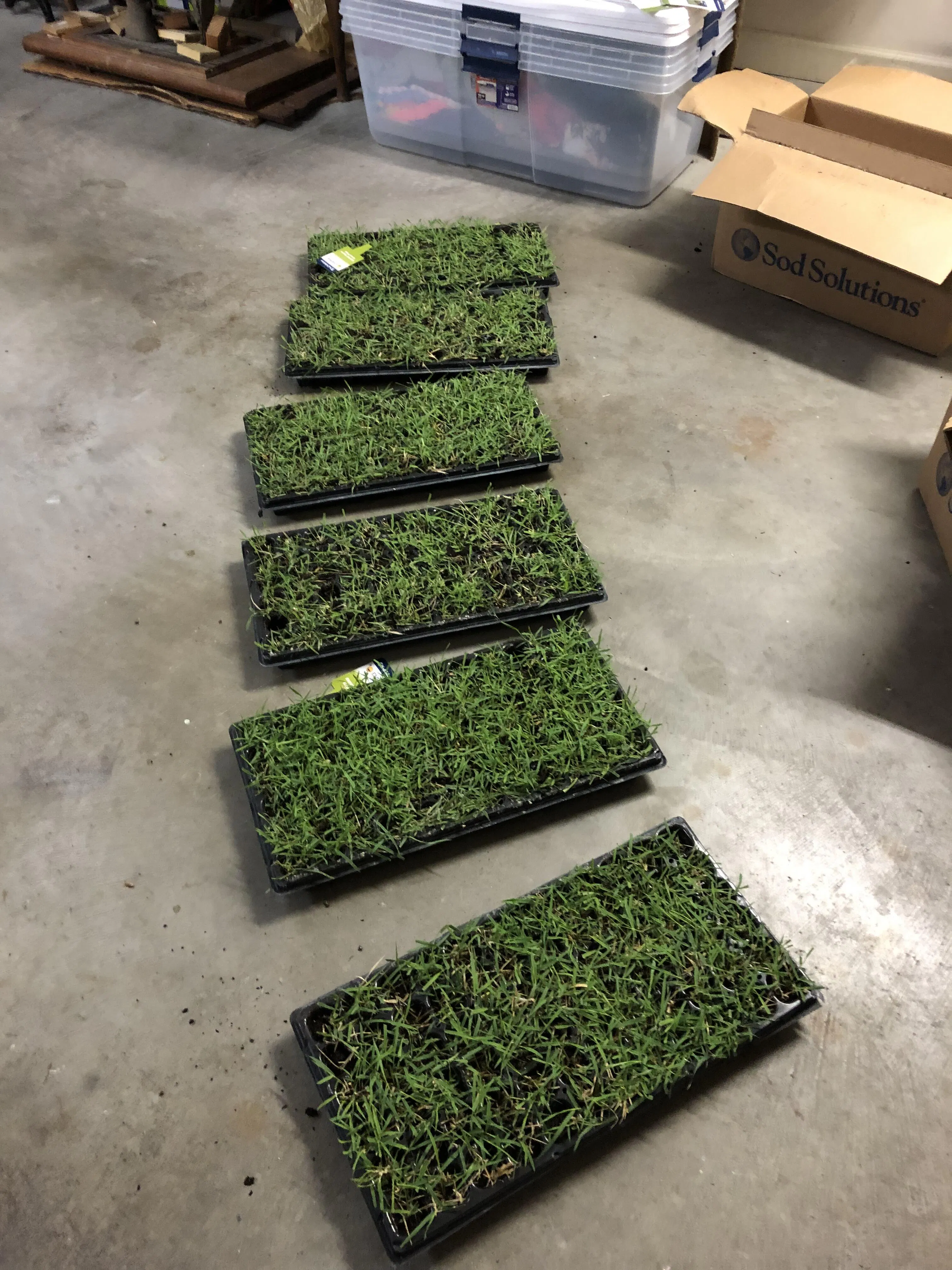 EMPIRE Zoysia Grass Plugs Sod Solutions
