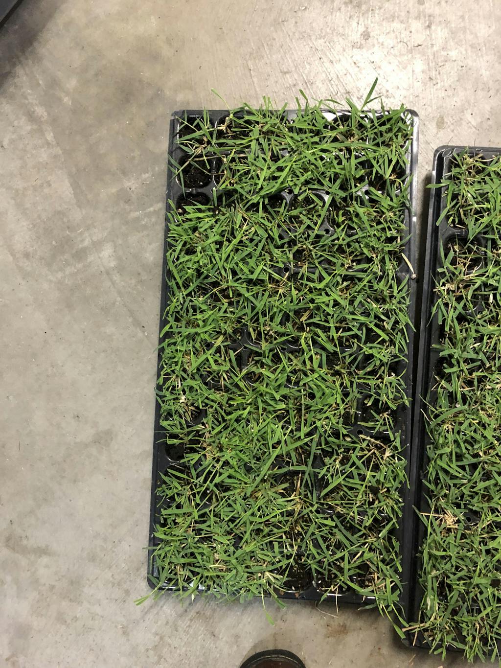 EMPIRE Zoysia Grass Plugs Sod Solutions