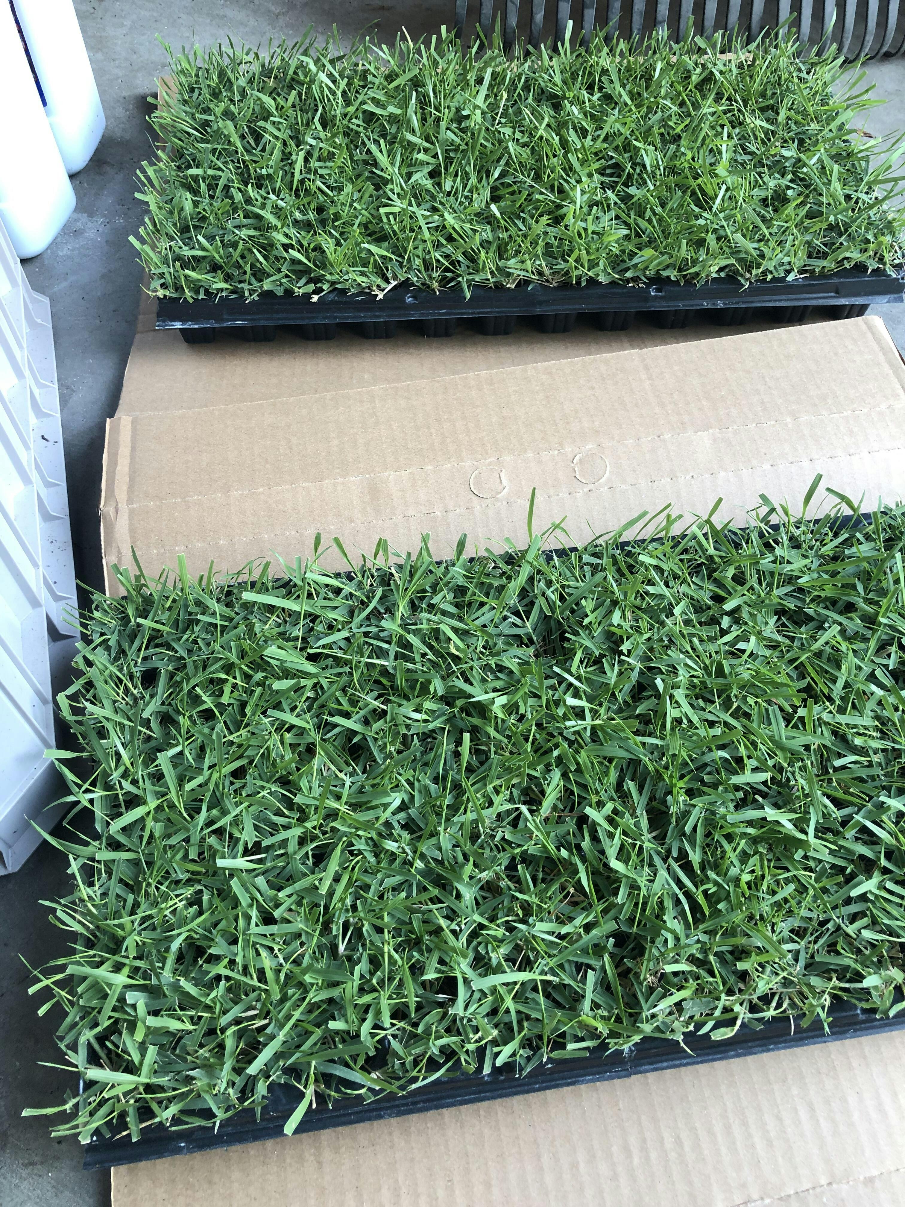 EMPIRE Zoysia Grass Plugs Sod Solutions