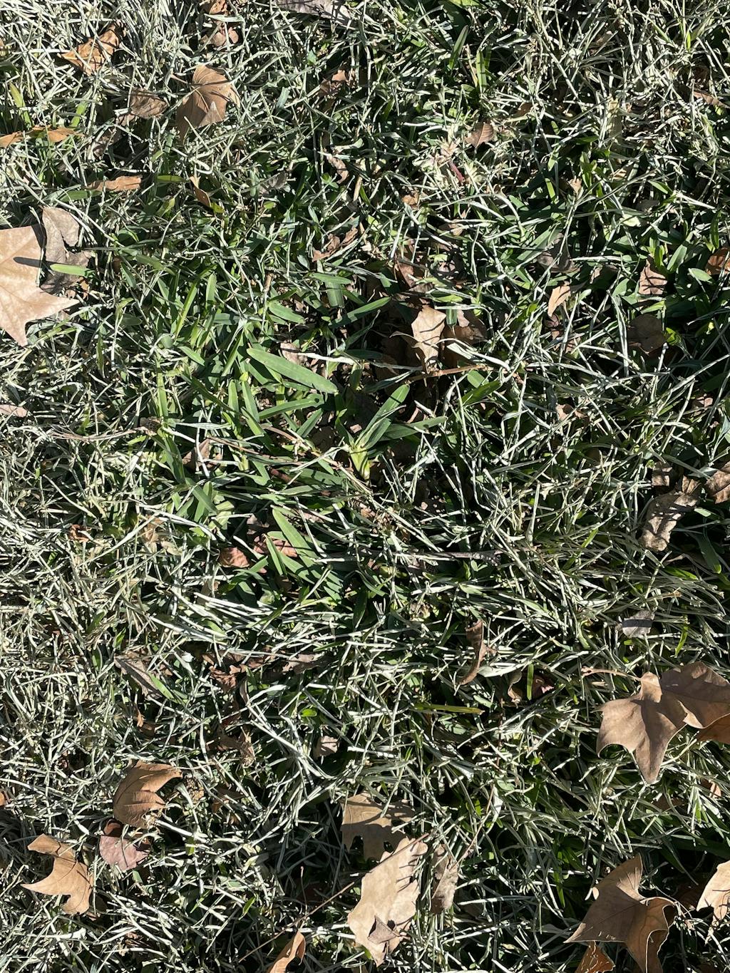 Shop Cobalt™ St. Augustine Grass Plugs Sod Solutions