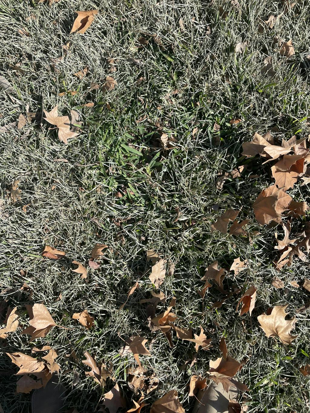 Shop Cobalt™ St. Augustine Grass Plugs Sod Solutions