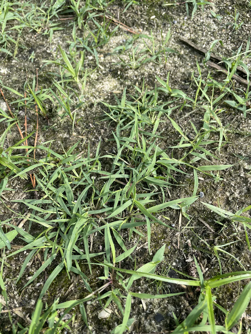 lawnifi-santee-centipede-grass-seed-lawnifi
