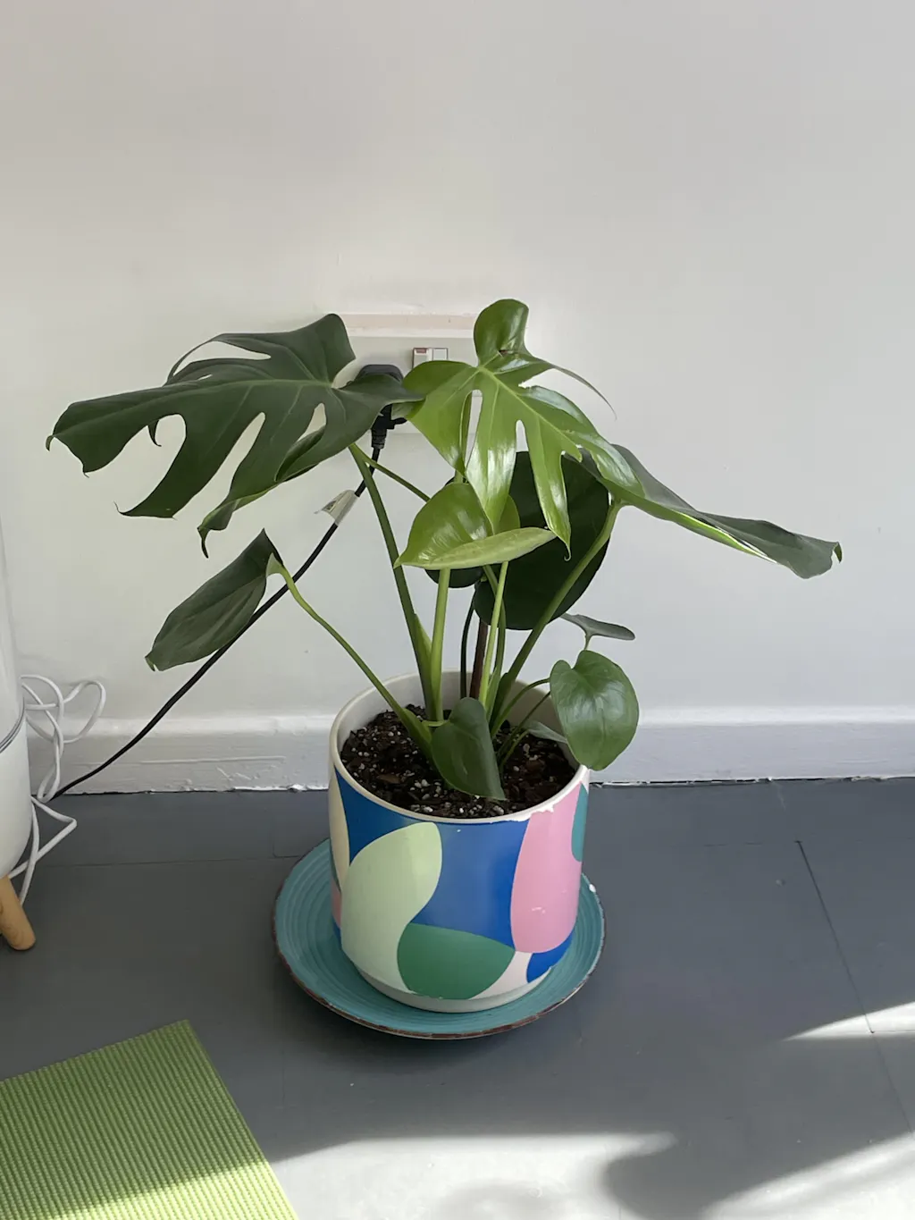 plants self watering Cat Self Watering Plant Pet main image 1