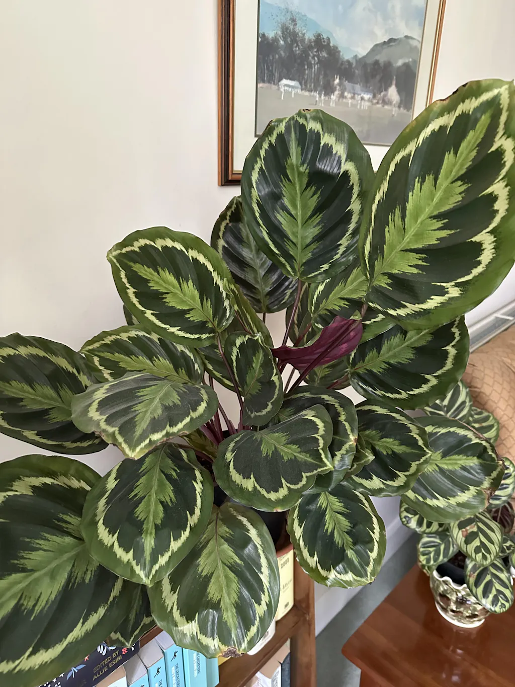 Premium Calathea & Maranta Blend – Soil Ninja