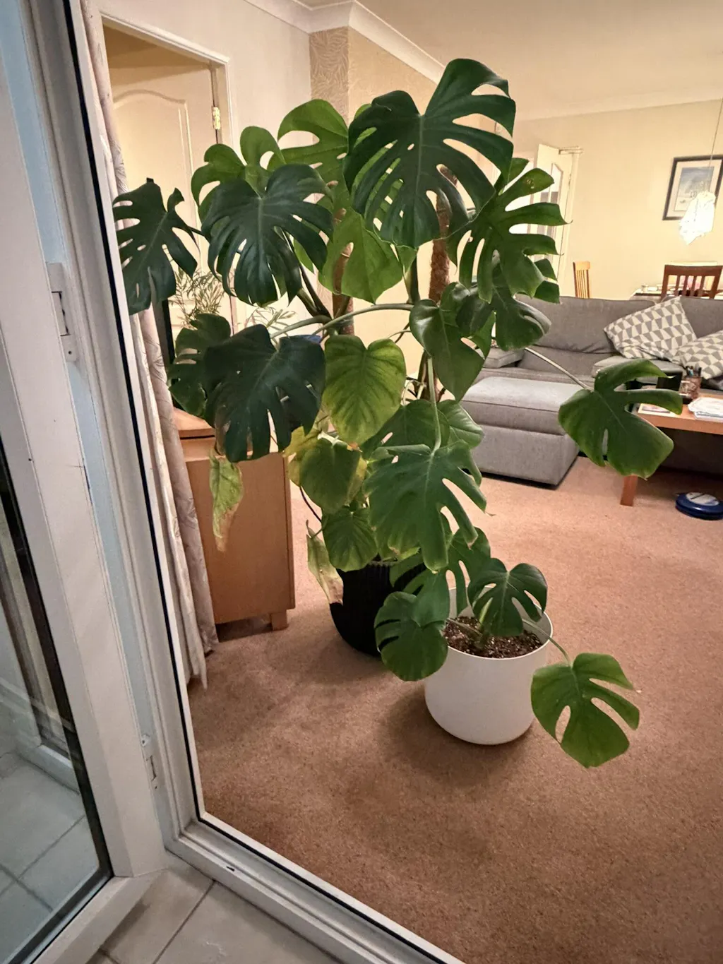 Premium Monstera & Philodendron Potting Soil  Soil Ninja