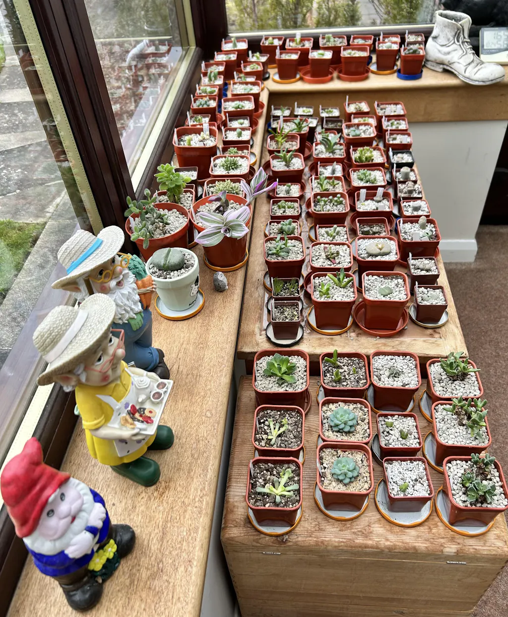 Premium Cacti & Succulent Blend – Soil Ninja
