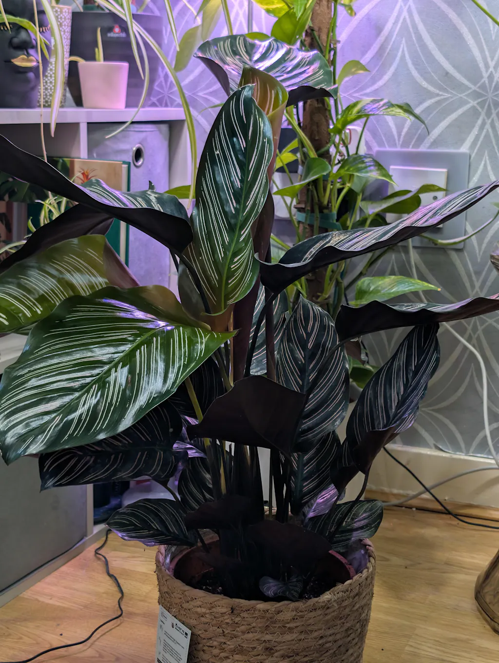 baby philodendron scandens Philodendron, Scandens Variegated 6"