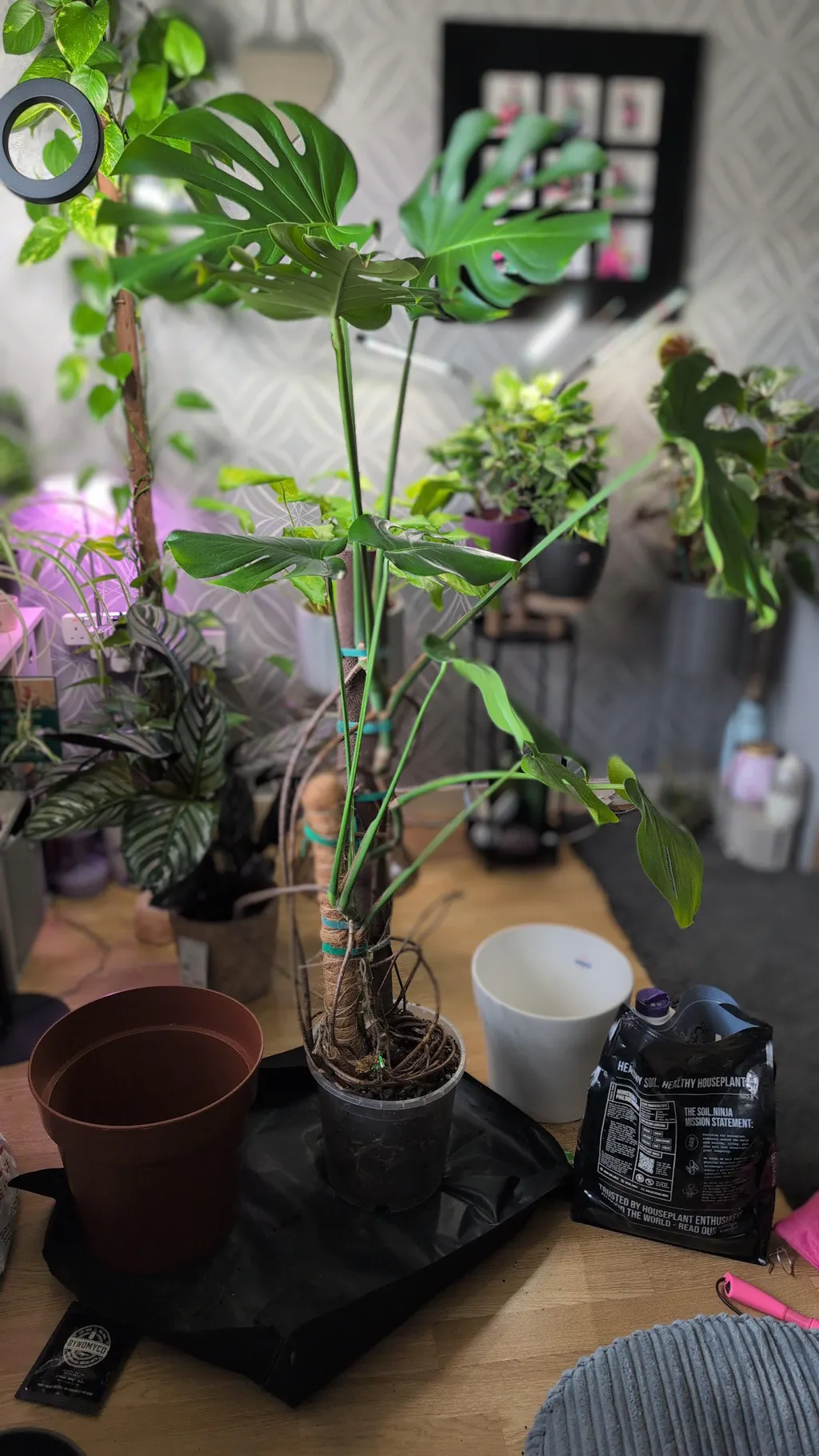 Premium Cacti & Succulent Blend – Soil Ninja