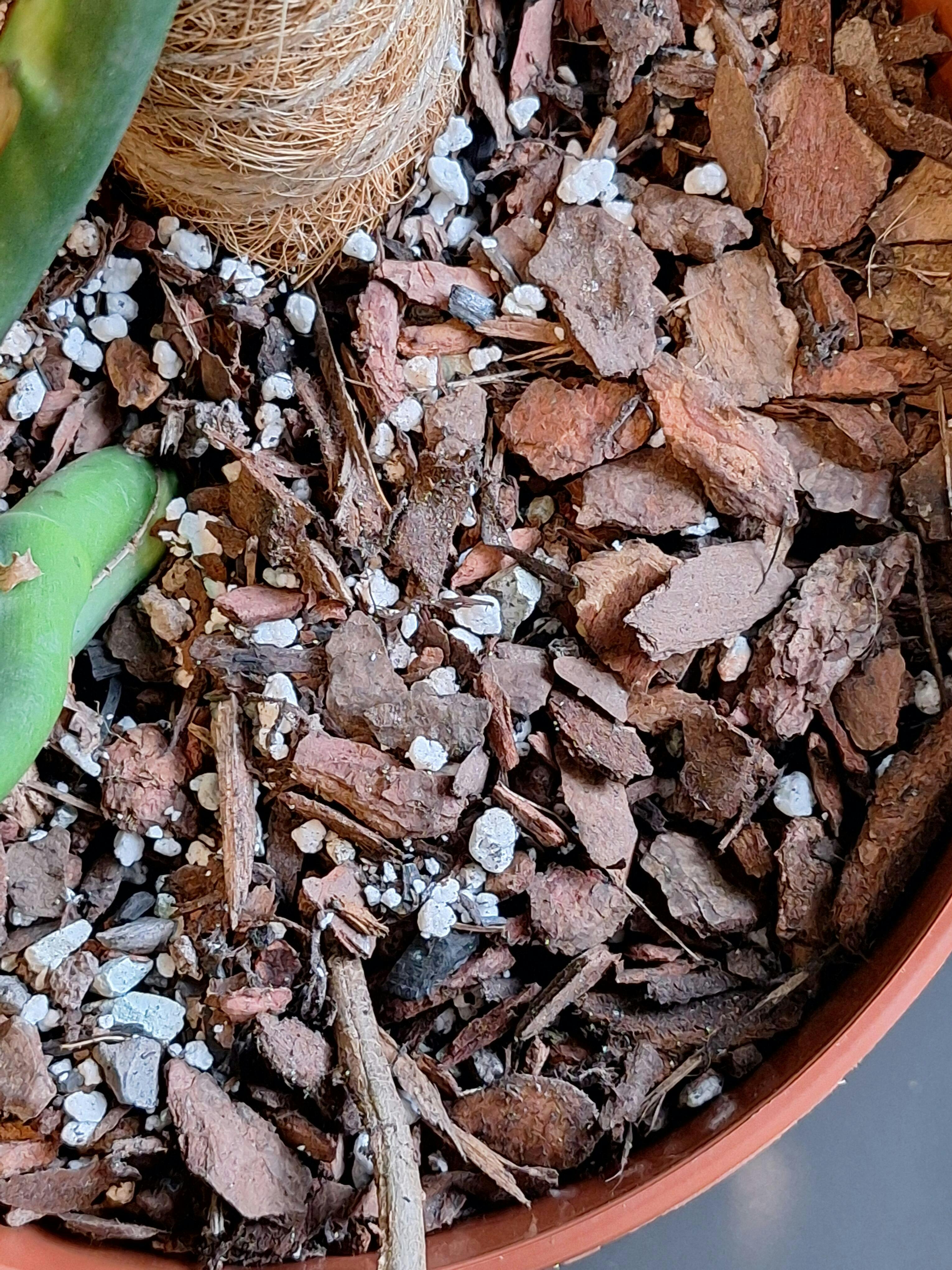 Premium Monstera & Philodendron Potting Soil – Soil Ninja