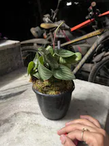 User picture