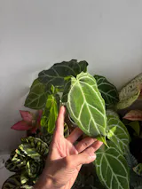 User picture