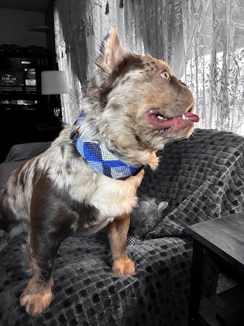 Abismo Sereno Handcrafted Dog Collar