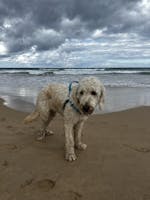 No pull dog harness - Aqua