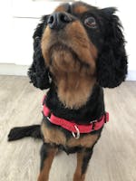 No pull dog harness - Red