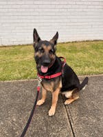 6-in-1 multifunction dog leash – Red