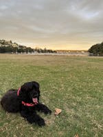 No pull dog harness - Red