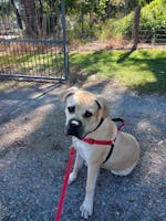 No pull dog harness - Red