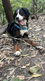 Total control dog leash – Aqua