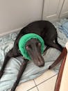 Emerald Green Hush Muff