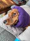 Plum Purple Hush Muff