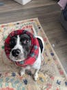 Red Tartan Hush Muff