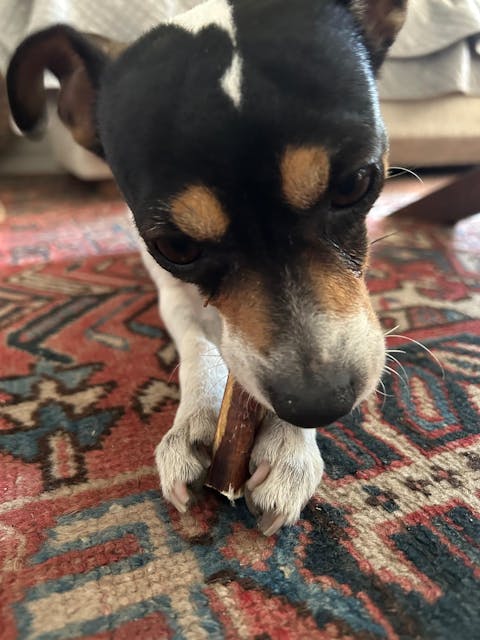 Bully Bites 7 Centímetros