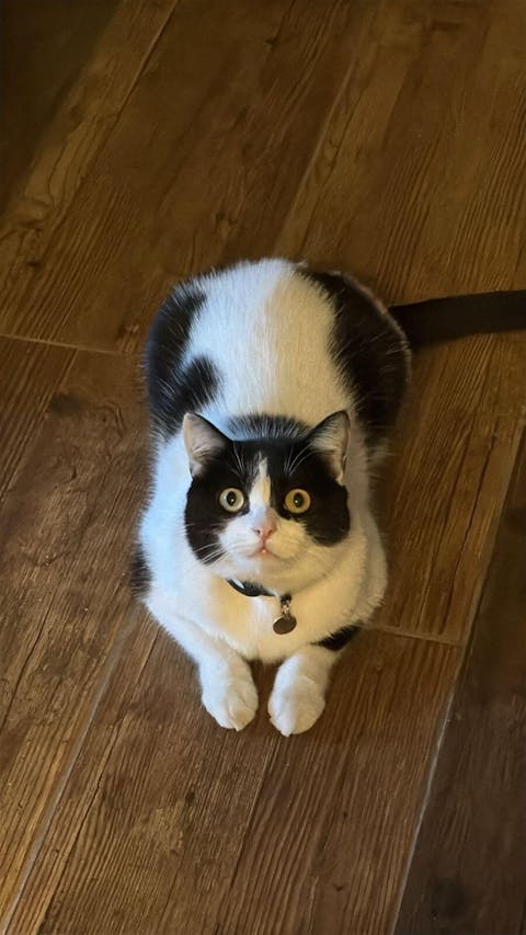 Meat Bites 7 Centímetros