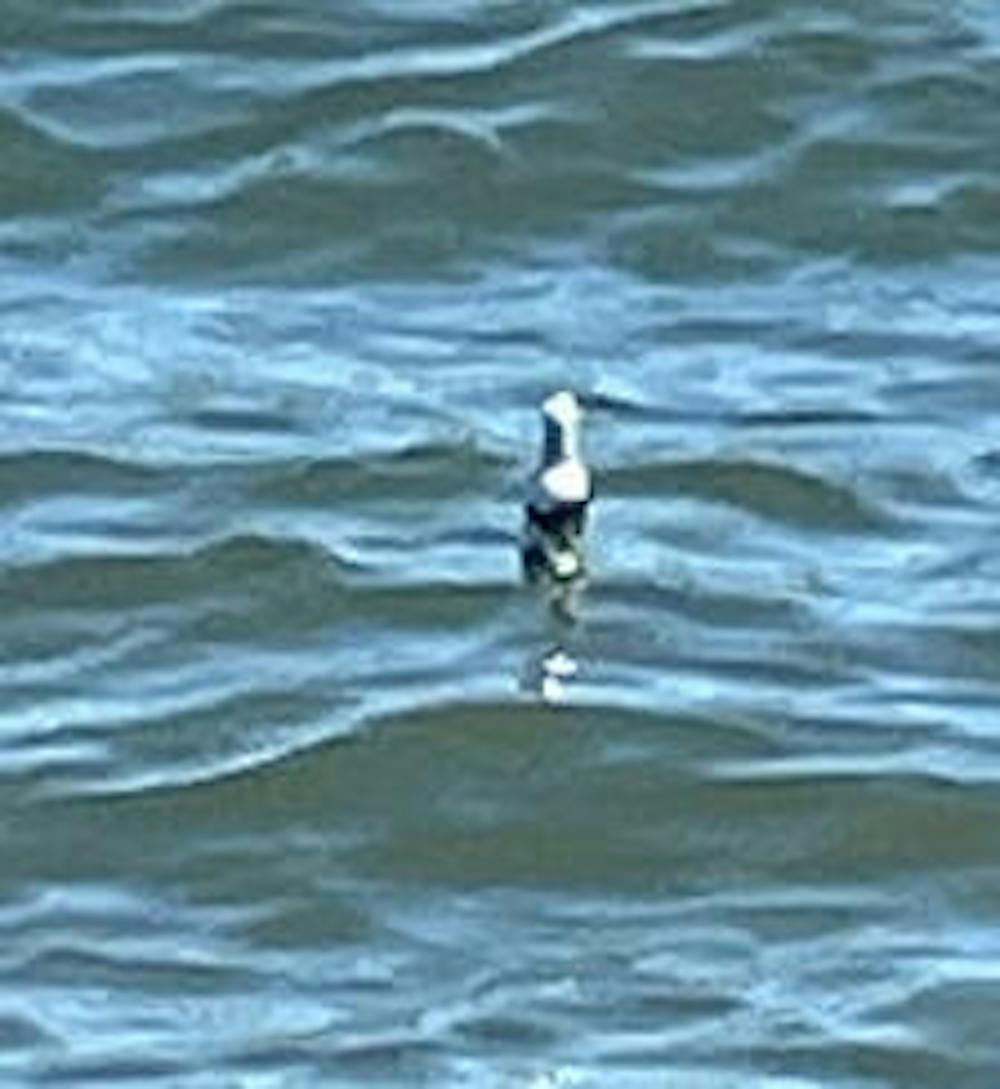 Busch Light Fishing Bobbers Limited Edition (3 Pack) – Funny Beer Bottle Lures – Premium Fishing Gift for Men