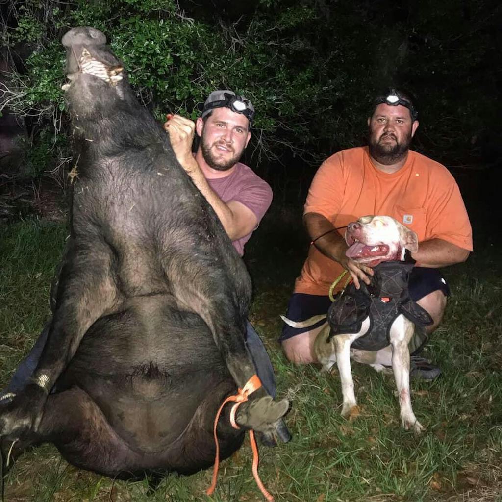 Elite Catch Vest Attached Collar Extreme Protection Southern Cross