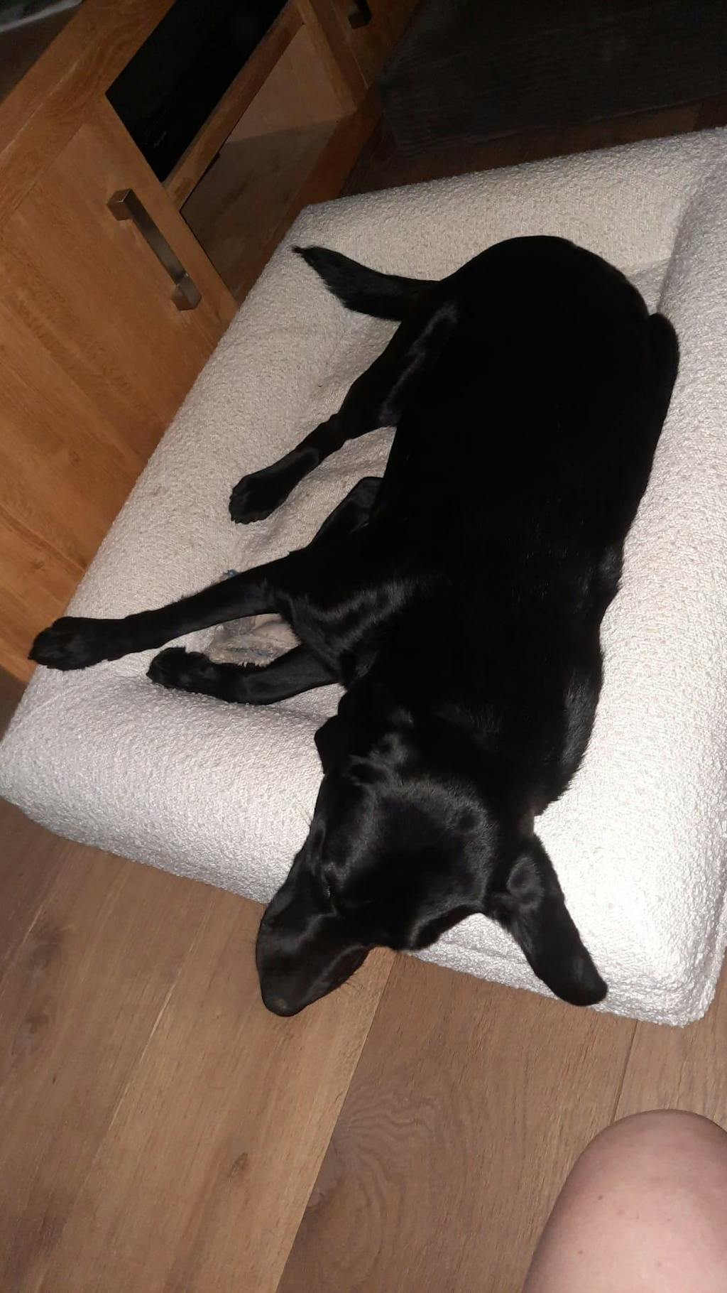 Hondenkussen Orthopedisch - Bouclé Wit