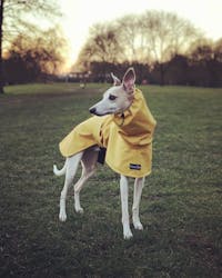 THE ROXY Lightweight Whippet Raincoat Collection