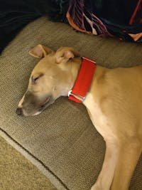 THE RONNIE Checker Red Martingale Collar