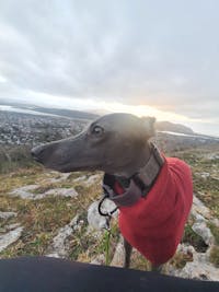 THE GEORGE Tweed Martingale Dog Collar