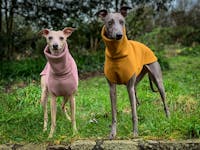 THE ECHO Herringbone Whippet Jumper