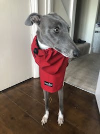 THE ROXY Lightweight Whippet Raincoat Collection
