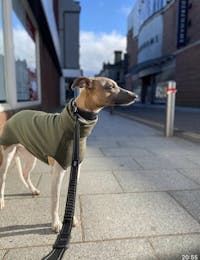 THE ECHO Herringbone Whippet Jumper