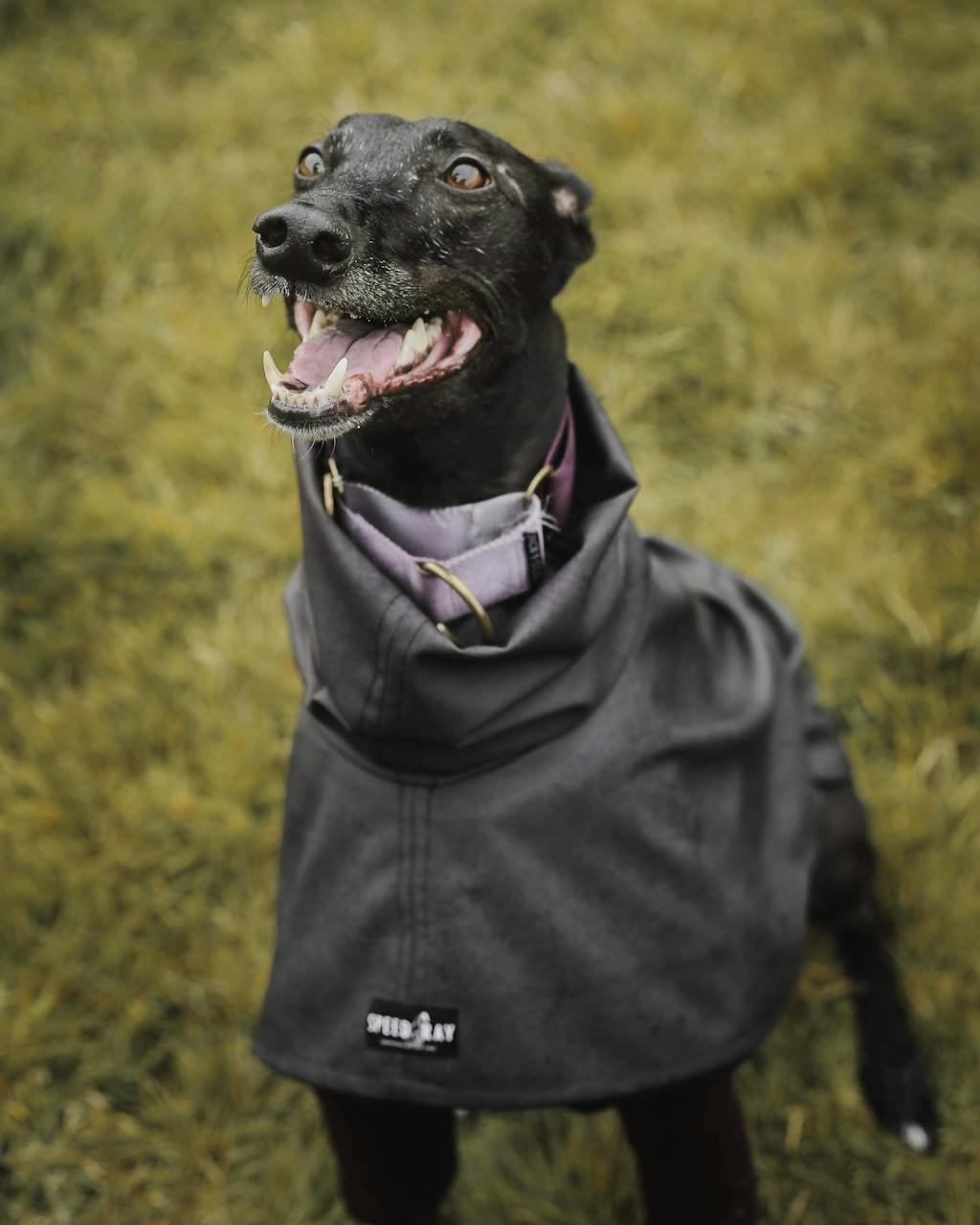 THE THEO Lightweight Greyhound Raincoat Collection Speedray Design Wear