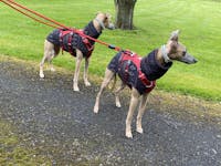 THE SAMMY Whippet Jumper