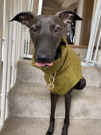 THE LUCCA Dogtooth Whippet Jumper