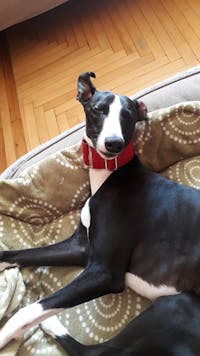 THE ROXY Martingale Collar Collection