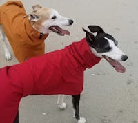 THE ROXY Lightweight Whippet Raincoat Collection