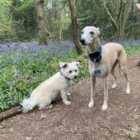 THE BLUE Martingale Collar Collection