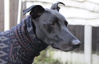 THE SAMMY Greyhound Jumper