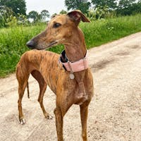 THE ROXY Martingale Collar Collection