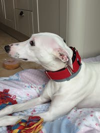 THE ROXY Martingale Collar Collection