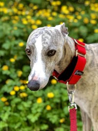 THE RONNIE Checker Red Martingale Collar