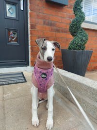 THE ECHO Herringbone Puppy Jumper
