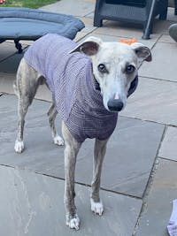 THE MADDY Dog Tooth Check Whippet Jumper