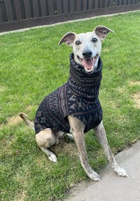 THE SAMMY Whippet Jumper